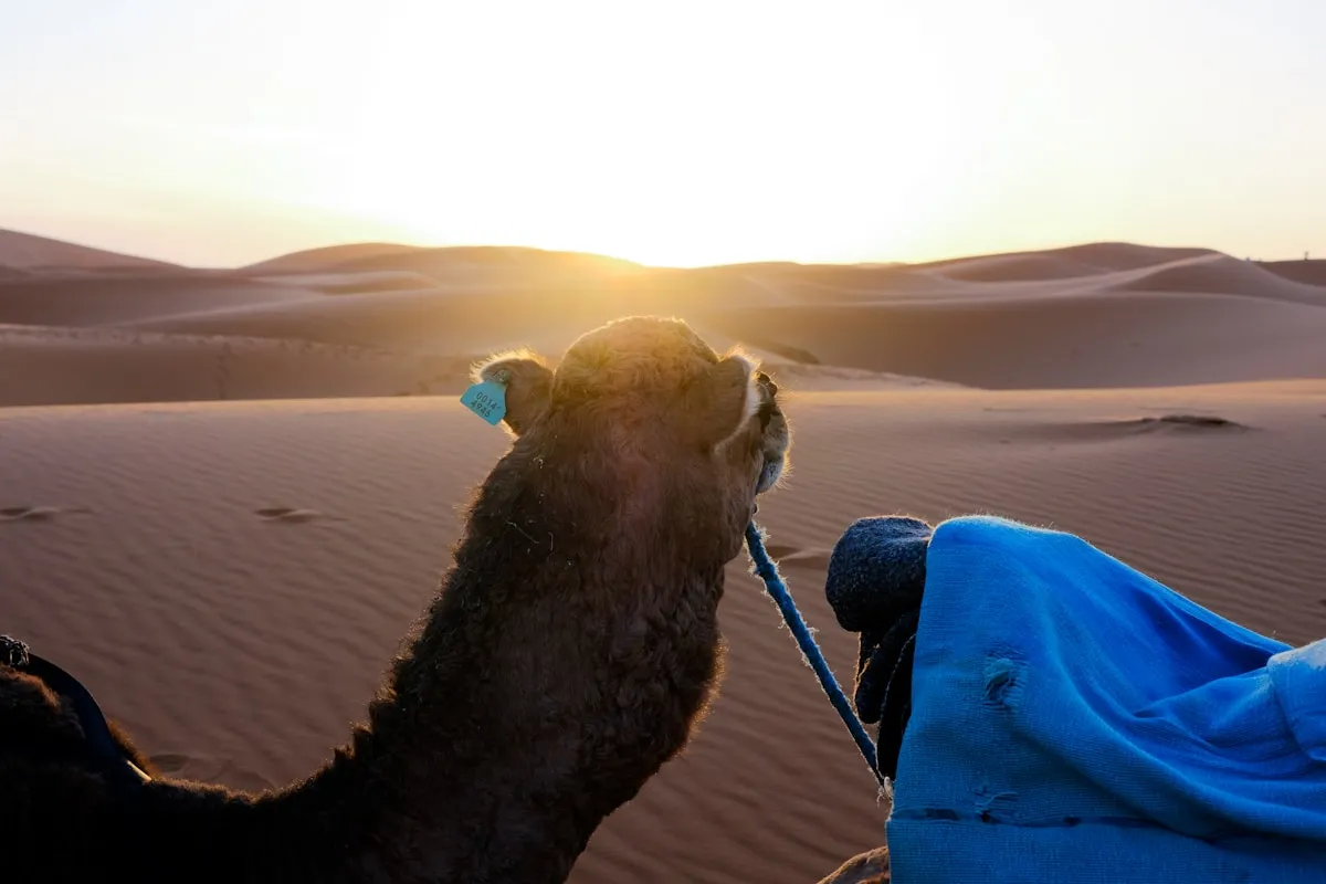 Lune de Miel à Marrakech : Aventures Romantiques dans le Désert